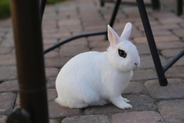 /Images/uploads/Humane Society of Utah/HSUCalendar/entries/1032thumb.jpg